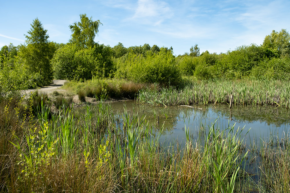 Three Sisters Dragolfly Pond